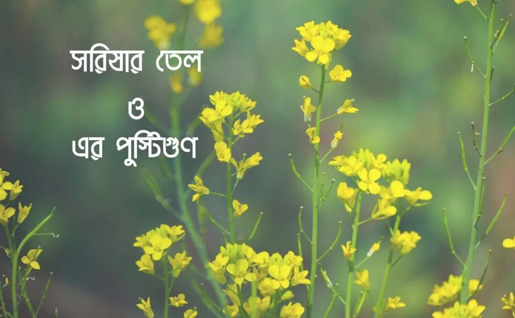 সরিষার-তেল_kachabazar