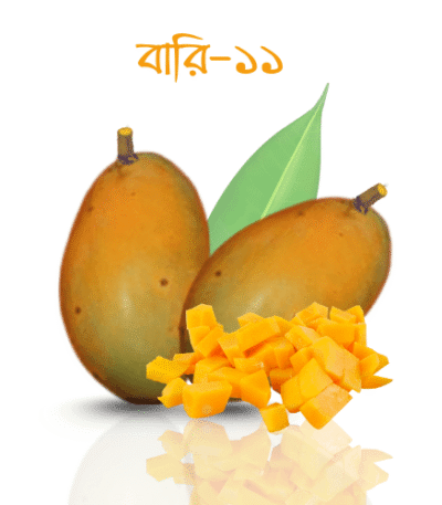 বারি আম – ১১